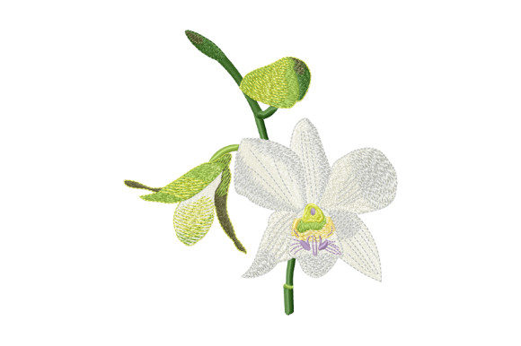 Elegant Tropical Flower White Orchid for Seasonal Projects